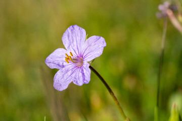 Broadleaf filaree. Erodium botrys is a species of flowering plant in the geranium family known by the common names longbeak stork's bill, Mediterranean stork's-bill and broadleaf filaree