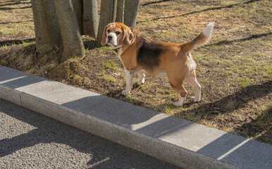 beautiful tricolor domestic dog english beagle