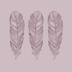 vector illustration of feathers