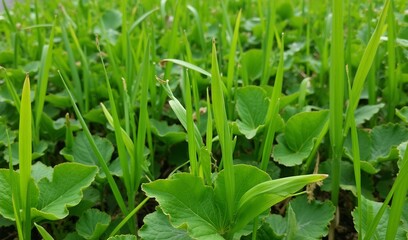 Obraz premium Vibrant green foliage thrives under soft sunlight a lush natural texture. AI Generated