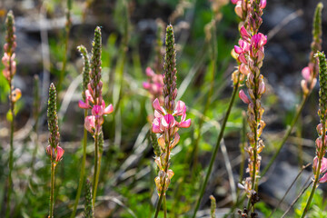 Onobrychis arenaria. Hungarian Sainfoin. Pink and green floral background. Delicate pink flowers in a sunny meadow