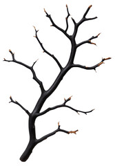 PNG Black branch with small brown tips