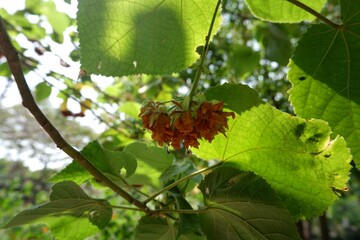 Bois bete (Dombeya acutangula) is wilting.