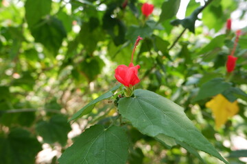 Close-up of red Wax mallow flower