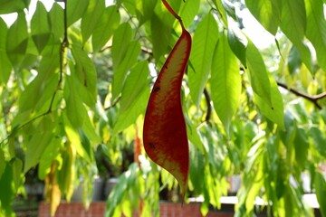 Close-up of seeds of Saraca thaipingensis