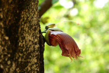 Close-up of the flower of a Grey milkwood or Pong pong tree in a garden.