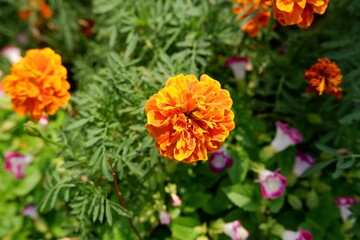 Close-up of Marigold flower in the garden.