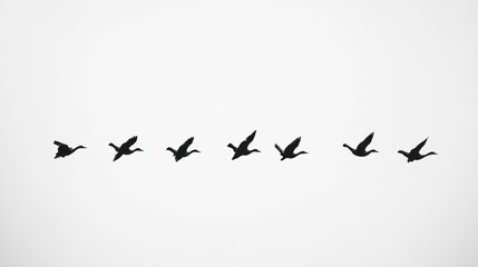 Flock of birds in flight against plain background.  Possible use nature, wildlife, background image