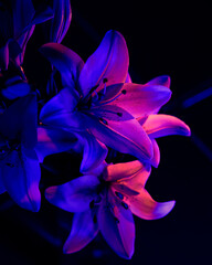 Lilies in purple and pink lighting on a black background.