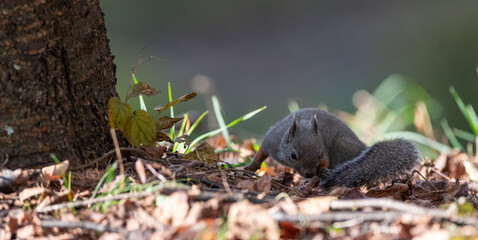 可愛いニホンリス