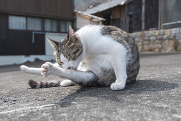 毛づくろいをする可愛い野良猫