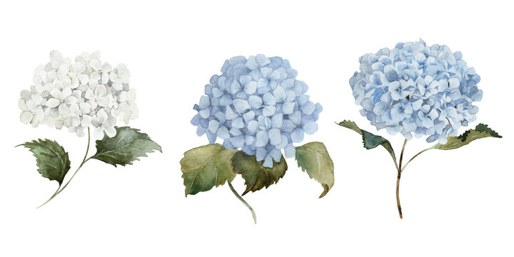 Watercolour floral illustration set. Blue white hydrangea flowers green leaves individual elements collection. Wedding invitation, prints fashion, bouquet, pattern.