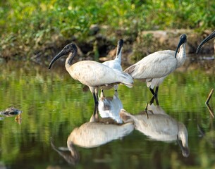 ibis heron