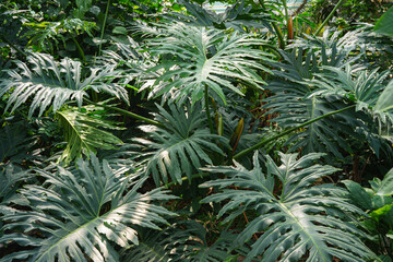 Philodendron bipinnatifidum, split leaf philodendron green leaves background. Large bush of monstera in greenhouse or orangery, indoor gardening, plant breeding, ornamental flower