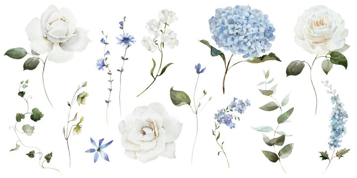 Watercolour floral illustration set. Blue white flowers green leaves individual elements collection. Hydrangea, myosotis, rose, peony, eucalyptus. Wedding invitation, prints fashion, bouquet, pattern.