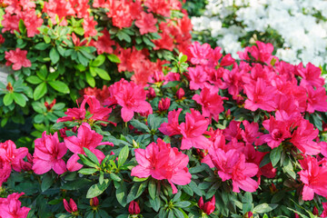 Red japan Azalea Ericaceae bush in full bloom, rhododendron flower macro, close up background. Evergreen decorative plant outdoor or in orangery in botanical garden. Gardeining, plant breeding