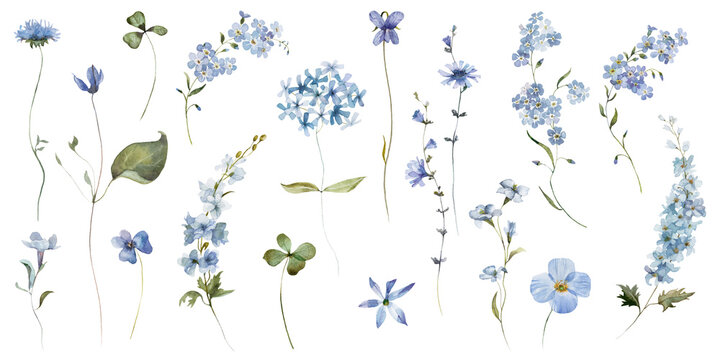 Watercolour floral illustration set. White flowers green leaves individual elements collection. Hydrangea, myosotis, rose, peony, eucalyptus. Wedding invitation, prints fashion, bouquet, pattern.