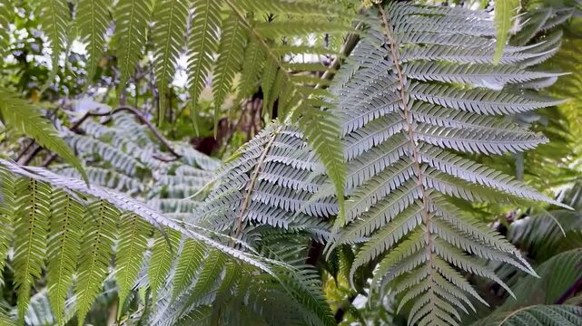 close up of beautiful silver fern - ponga leaves shining with trail in the background. Tirohanga track; new zealand south island,