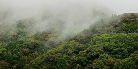 Rainforest's morning mist on the canopy in the south east asian mountains 