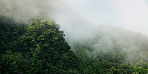 Rainforest's morning mist on the canopy in the south east asian mountains 