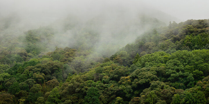 Rainforest's morning mist on the canopy in the south east asian mountains 