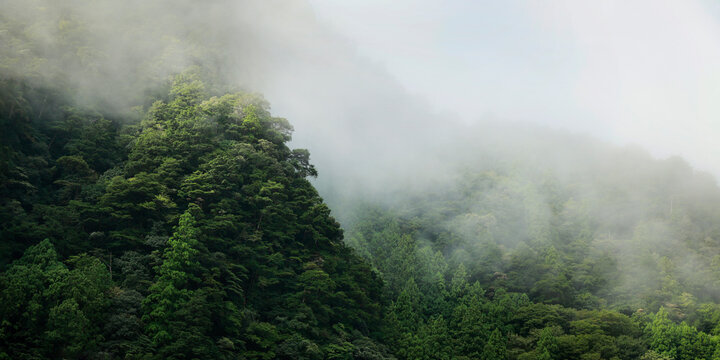 Rainforest's morning mist on the canopy in the south east asian mountains 