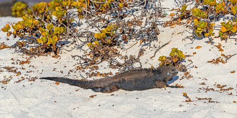 Sleeping Galapagos Marine Iguana (Amblyrhynchus cristatus) on beach panorama, Galapagos national park, Ecuador.