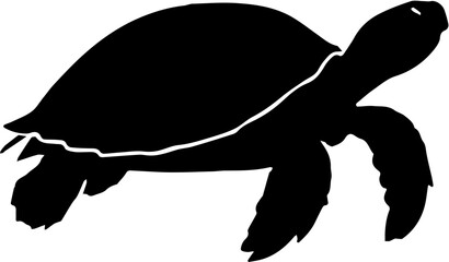 turtle vector illustration