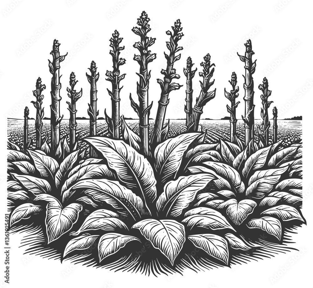 Poster tobacco plants with rolled cigars arranged at the base, showcasing intricate engraving lines sketch 