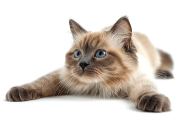 A beautiful cream-colored feline with striking blue eyes rests gracefully on a white surface.