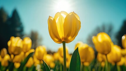 Naklejka premium A vibrant field of yellow tulips basking in sunlight with a clear blue sky and distant trees in the background