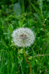 White fluffy dandelion with a thin stem in a field around bright green grass. The texture and structure are clearly visible