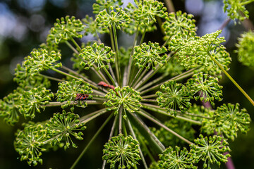 Angelica archangelica. Garden angelica flowerstalk and buds © Oleh Marchak