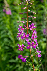 Wonderful flowering fireweed Chamaenerion angustifolium highlighted by the evening sun. A bunch of marvelous blossoming rosebay willowherbs