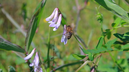 Bee on a purple flower in the grass