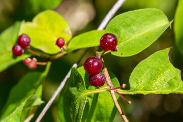 Festive Holiday Honeysuckle Branch with Red Berries Lonicera xylosteum