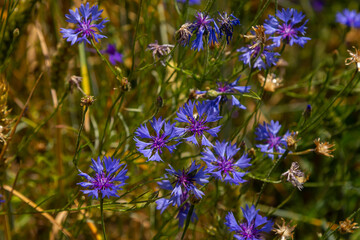 Centaurea cyanus is the common cornflower in our fields
