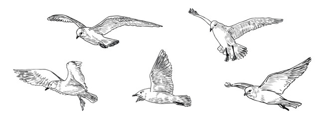 Fototapeta premium Sketches of five flying seagulls, realistic hand drawn vector illustration isolated on white