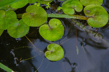 Hydrocharis morsus-ranae, frogbit, is a flowering plant belonging to the genus Hydrocharis in the...