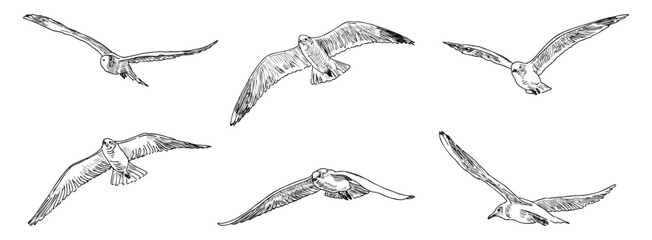 Sketches of flock flying seagulls birds, realistic hand drawn vector illustration isolated on white