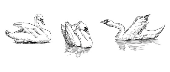 Sketches of three wihte swans birds floating in lake, realistic vector hand drawn illustration