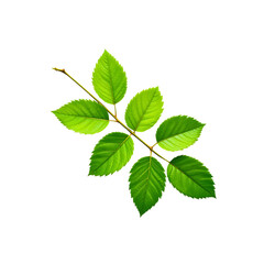 Fototapeta premium Vibrant Greenery: A Beautifully Serrated Pinnate Leaf Stem