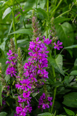 Purple loosestrife Lythrum salicaria inflorescence. Flower spike of plant in the family Lythraceae, associated with wet habitats