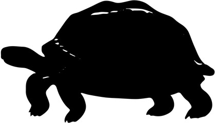 silhouette of tortoise 