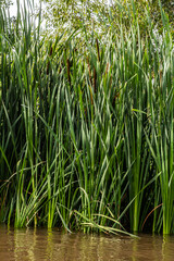 Obraz premium The broad-leaved bat Typha latifolia prefers marshy habitats, often inhabits the banks of ponds