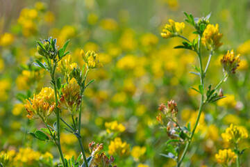 Medicago falcata, plant species of the genus Medicago. It is native to much of Europe and Asia