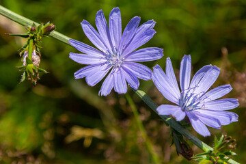 Beautiful chicory flowers grow on stems in the wild. Field of wild herbal plants. Green blurred natural background