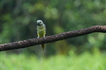 A vibrant Malabar Parakeet perches gracefully against a lush green background, its bluish-grey plumage and vivid blue tail feathers standing out beautifully amidst the natural surroundings.