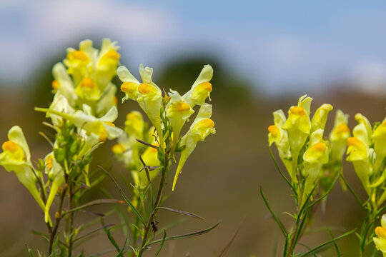 Flaxseed or wild snapdragon Linaria vulgaris is a medicinal herb. Wildflowers inflorescence