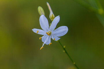 Fragile white and yellow flowers of Anthericum ramosum, star-shaped, growing in a meadow in the wild, blurred green background, warm colors, bright and sunny summer day